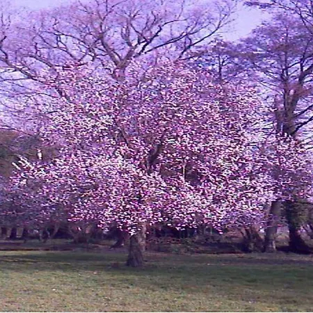 Le Moulin Fleuri Du Appeville